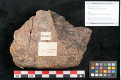 Foto (Objekt + Etikett) von Protocladus lingua Ettingshausen (NHMW-GEO-2024-0188-10330)